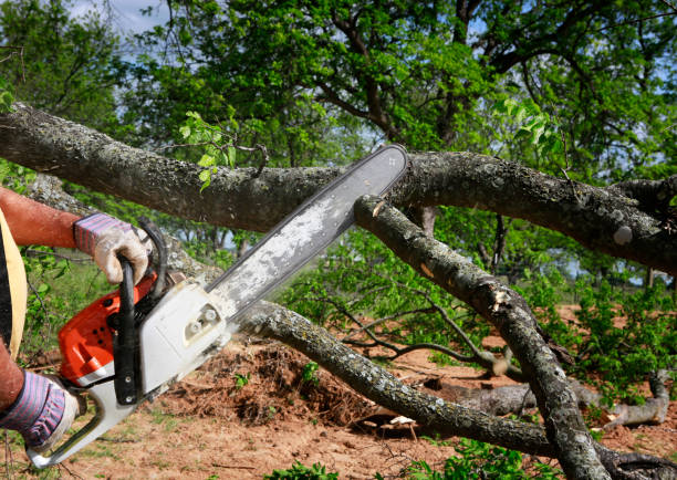 The Steps Involved in Our Tree Care Process in Georgetown, PA